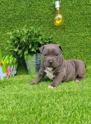 Amstaff blue din parinti de exceptie cu pedigree