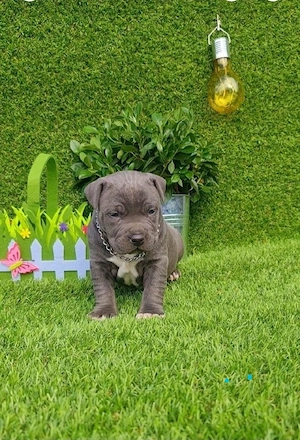 Amstaff blue din parinti de exceptie cu pedigree - imagine 4