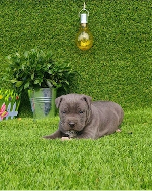 Amstaff blue din parinti de exceptie cu pedigree - imagine 3