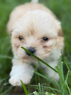 Fetita bichon - imagine 3