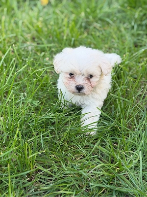 Baietel bichon - imagine 2