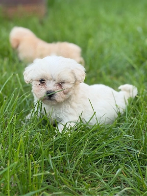 Baietel bichon
