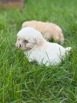Baietel bichon - imagine 3