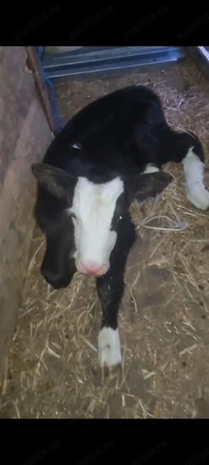 Vițel mascul balțat pe negru