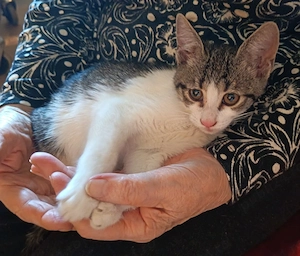 Ofer spre adoptie o pisicuta dulce si iubitoare - imagine 4