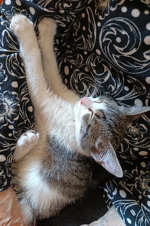 Ofer spre adoptie o pisicuta dulce si iubitoare - imagine 2