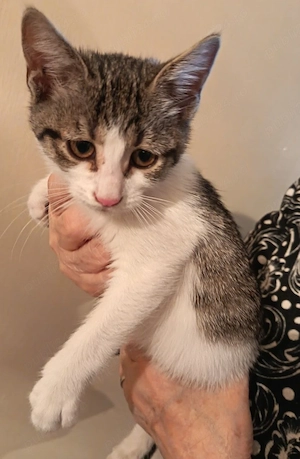 Ofer spre adoptie o pisicuta dulce si iubitoare - imagine 3