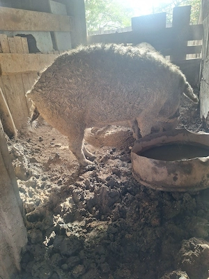Vând porci și purcei! Detalii la   - imagine 2