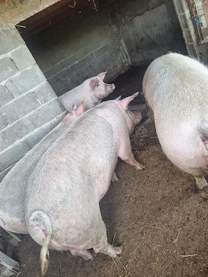 Vând porci și purcei! Detalii la   - imagine 5