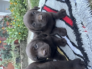 Pui labradori retriever
