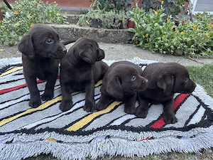 Pui labradori retriever - imagine 2