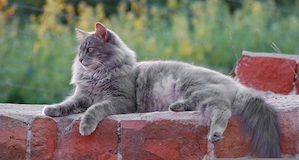 Vând pisica Maine Coon - imagine 5