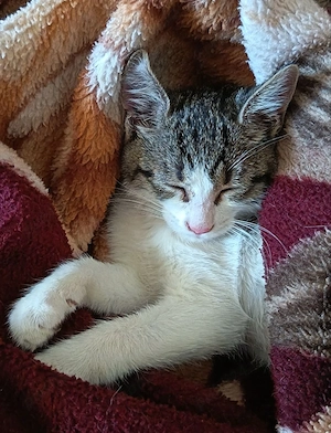 Ofer spre adoptie o pisicuta dulce si iubitoare