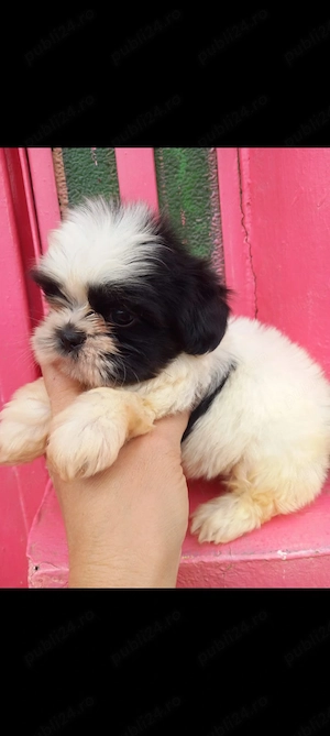 Shih.Tzu mini toy