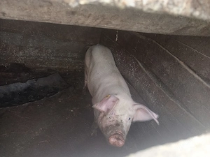 porci de vânzare 
