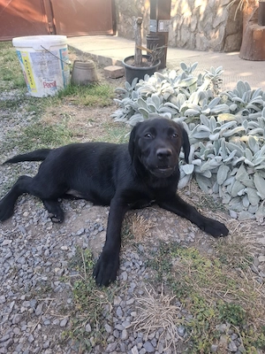 Cățelușa labrador de 4 luni - imagine 3