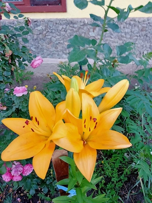 Caut de lucru 
