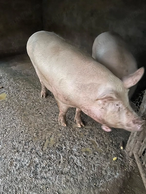 Porc de vanzare - imagine 3