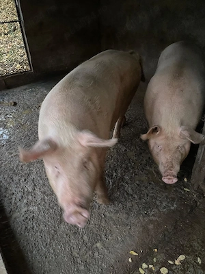 Porc de vanzare - imagine 2