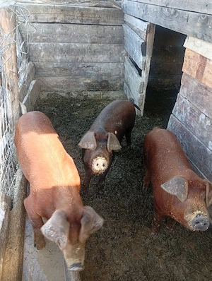 vând porci  18 lei kg de viu  - imagine 1