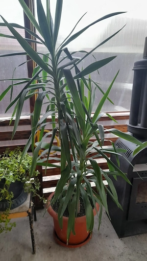 Plante ornamentale de interior