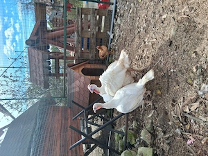 Curcani Crescuți în gospodărie 