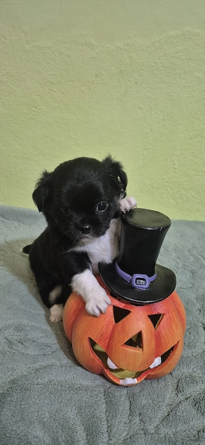 chihuahua fetita