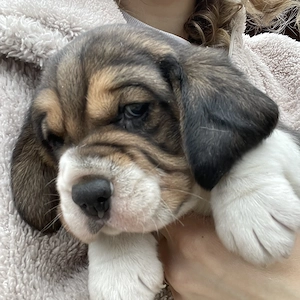 Puișori Beagle - imagine 4