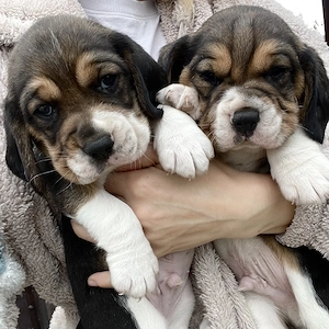 Puișori Beagle - imagine 3