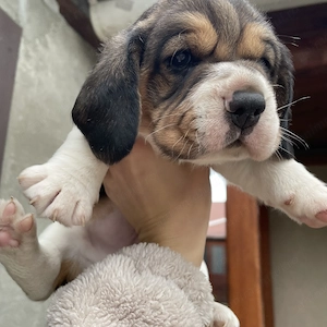 Puișori Beagle - imagine 5
