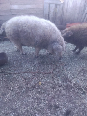 Porc Mangalita  pt  sacrificat 