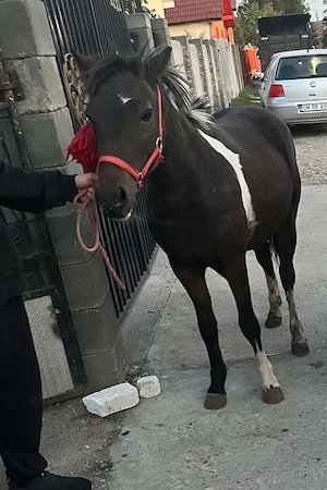 Vand un ponei harmasar 2-3ani 130-135cm mai múlté detale ín privát 
