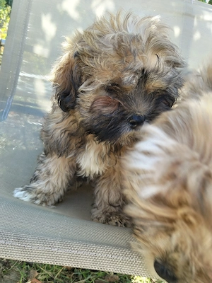 Bichon havanez superbi  - imagine 2