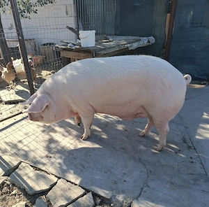 Vînd porci 15 lei kg Susag com.Craiva jud.Arad - imagine 3