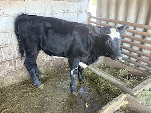 Vand vitea angust de carne de 4 luni - imagine 3