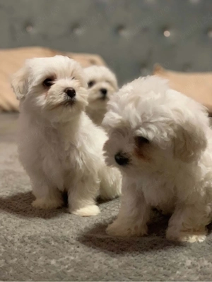 vand bichon maltez - imagine 2