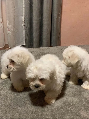 vand bichon maltez - imagine 3