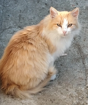    Ofer spre adopție responsabilă două pisicuțe minunate!   
