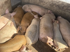 Porci diferite mărimi