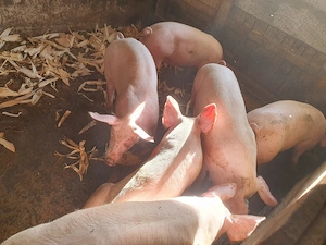 Porci de tara pentru Craciun  - imagine 4