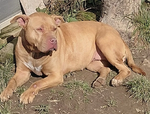 DONEZ metis Amstaff 