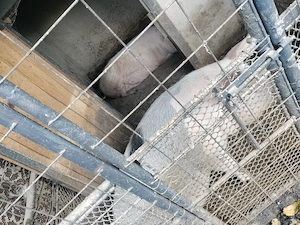 Porci de carne rasa marele alb cu landrace  - imagine 2
