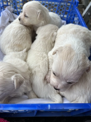 Pui de cățel bichon disponibili - imagine 3