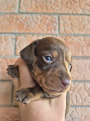 Teckel Dachshund mini 