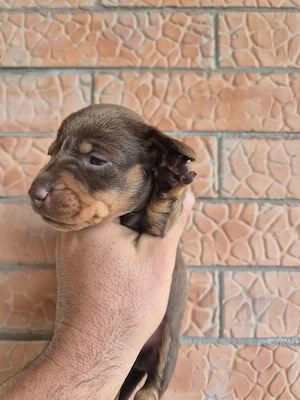 Teckel Dachshund mini  - imagine 4