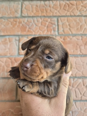 Teckel Dachshund mini  - imagine 2
