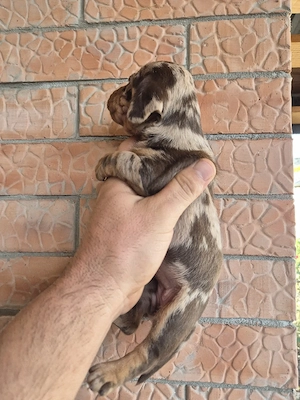 Teckel Dachshund mini  - imagine 5