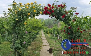 ID 6497 Casă pe malul Lacului Câșla