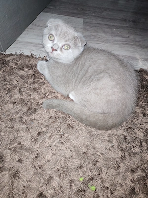 Motanei scottish fold și scottish straight...  - imagine 5