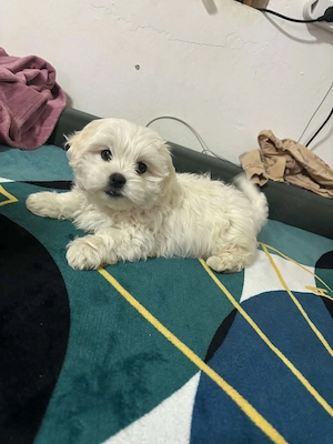 Băiețel bichon maltez 